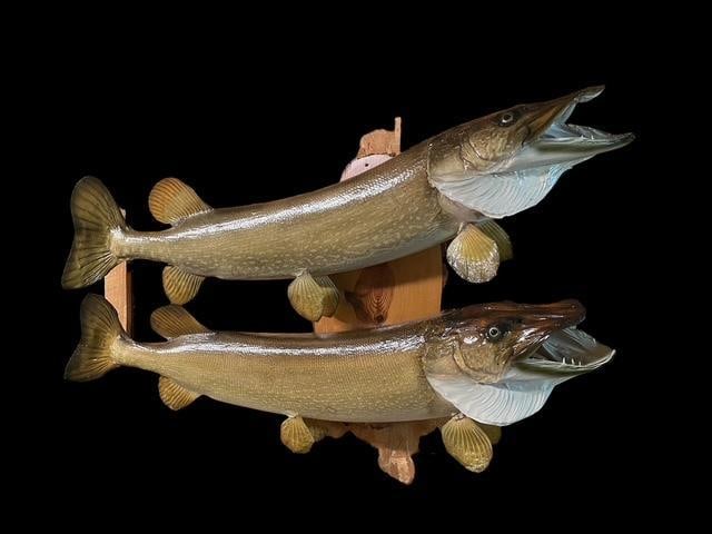 2 *Real Skin* NORTHERN PIKE on a Wood Slice Display (1 of 6)