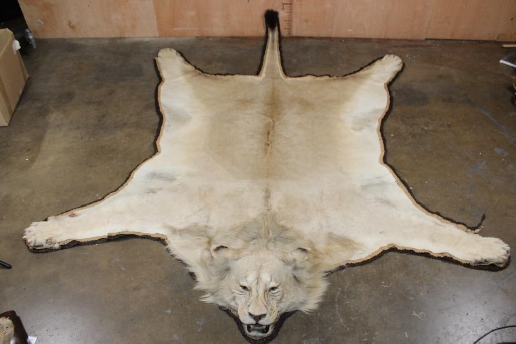 *TEXAS RESIDENTS ONLY* Big African LION HIDE or LION RUG with its Mounted Head: *TEXAS RESIDENTS ONLY*! Big African LION HIDE or LION RUG with its Mounted Head. It has 12-Claws and minor paw damage. It measures 121" Long x 99" Wide. It could use some new felt, otherwise i