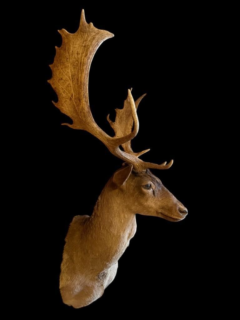*Like New* Chocolate FALLOW DEER Wall Pedestal Shoulder Mount (1 of 5)