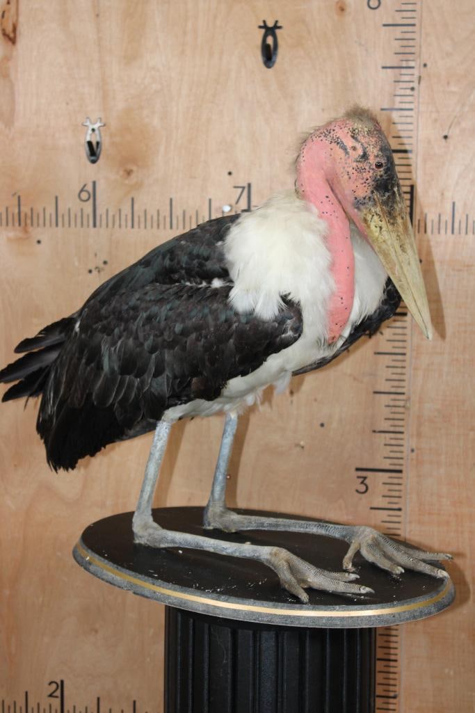 *Rarely Seen* MARABOU STORK on a Wood Plaque Base: *Rarely Seen* MARABOU STORK or "Undertaker bird" on a Wood Plaque Base. It measures 25" Long x 17" Wide x 27" Tall. This is an older mount in Good Condition. The Marabou stork is a large wading bird i