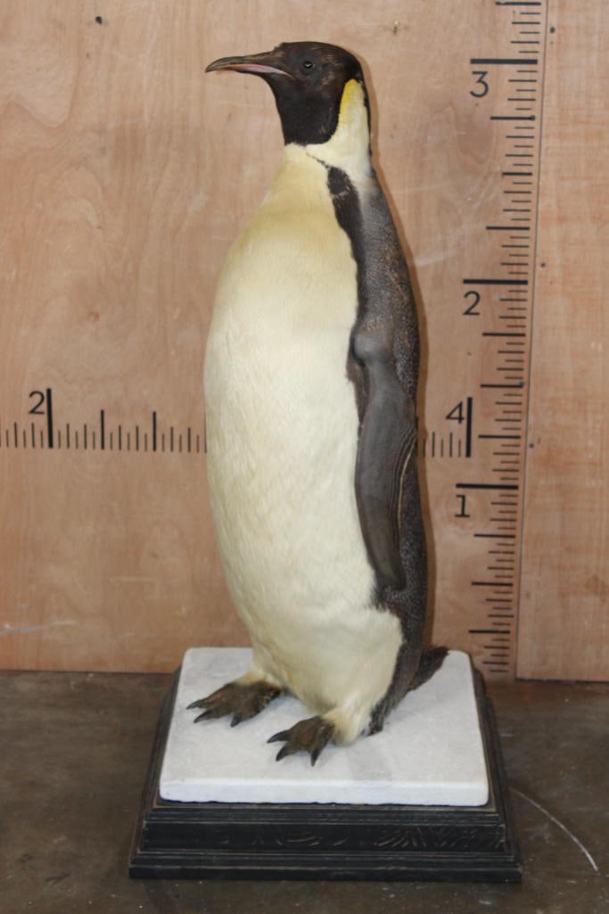 *TEXAS RESIDENTS ONLY* *Very Rarely Seen* EMPEROR PENGUIN on a Stone and Wood Base (1 of 11)