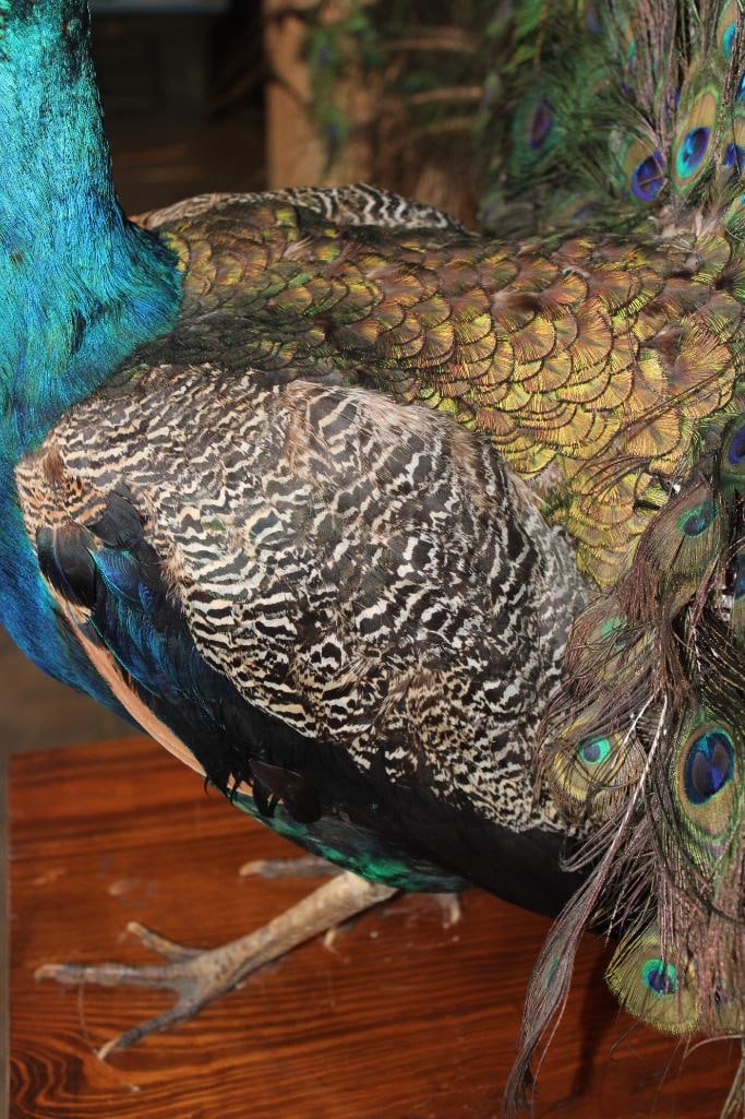 Life-sized Strutting PEACOCK on a Wood Base - 12