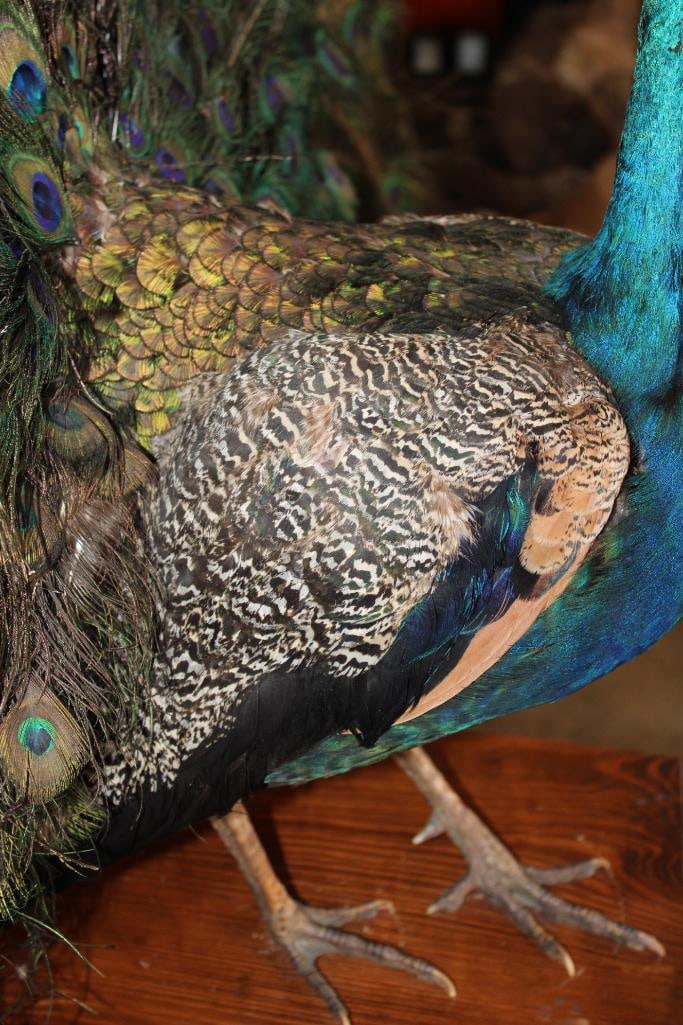 Life-sized Strutting PEACOCK on a Wood Base - 13