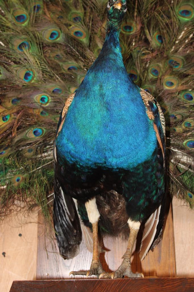 Life-sized Strutting PEACOCK on a Wood Base - 14