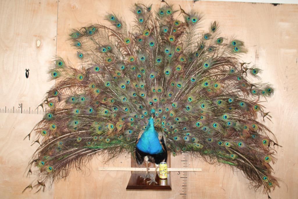 Life-sized Strutting PEACOCK on a Wood Base - 15