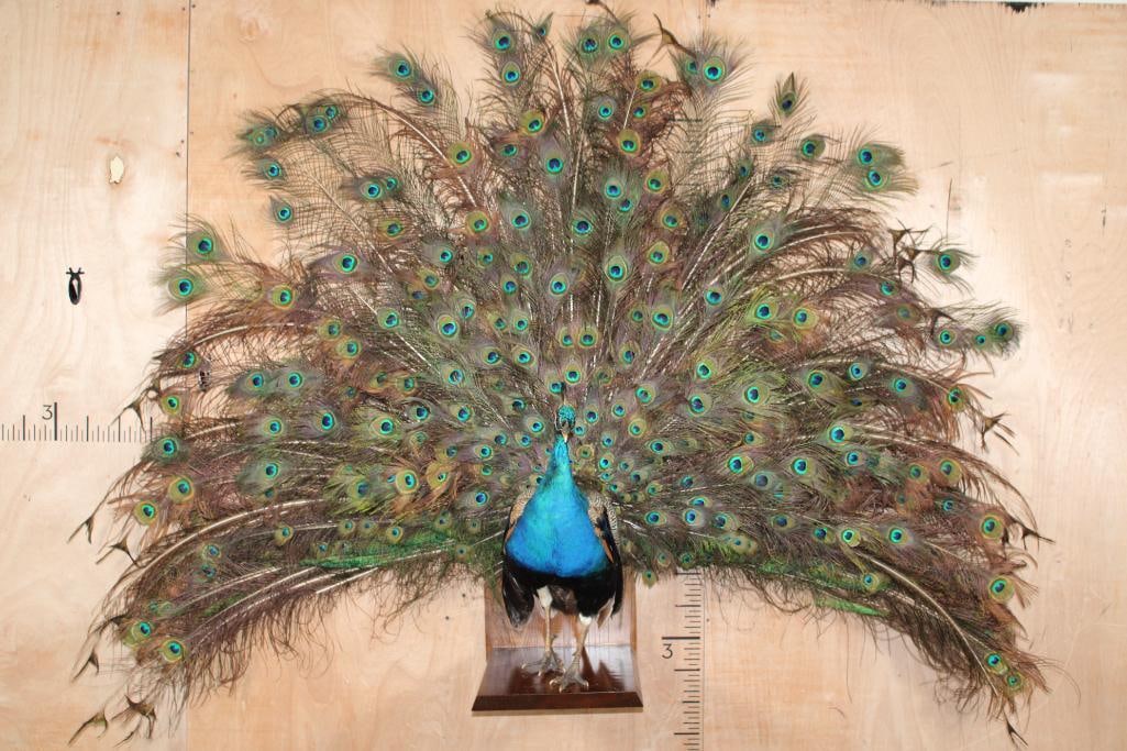 Life-sized Strutting PEACOCK on a Wood Base: Breathtaking Life-sized Strutting PEACOCK with a 7' Tail Spread. This is the Best Peacock we've ever seen! It is mounted on a nice Wood Base. It can be displayed hanging on the Wall or sitting as Tabl