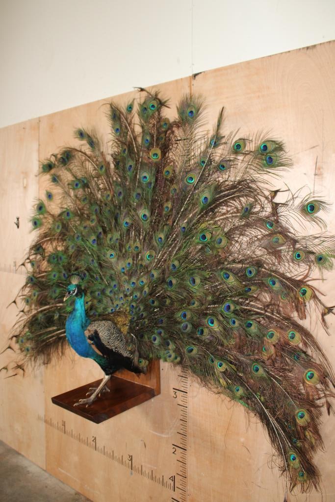 Life-sized Strutting PEACOCK on a Wood Base - 2