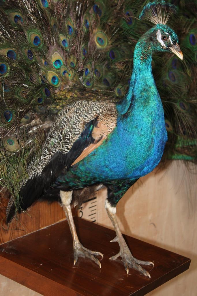 Life-sized Strutting PEACOCK on a Wood Base - 4