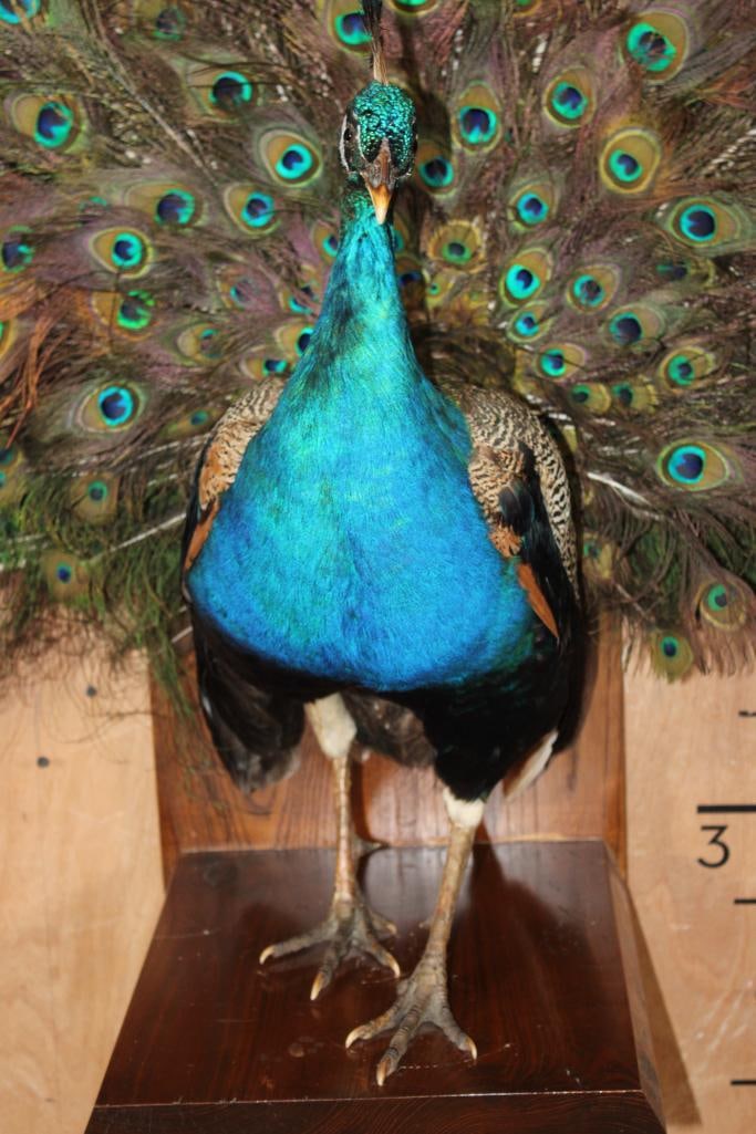 Life-sized Strutting PEACOCK on a Wood Base - 6