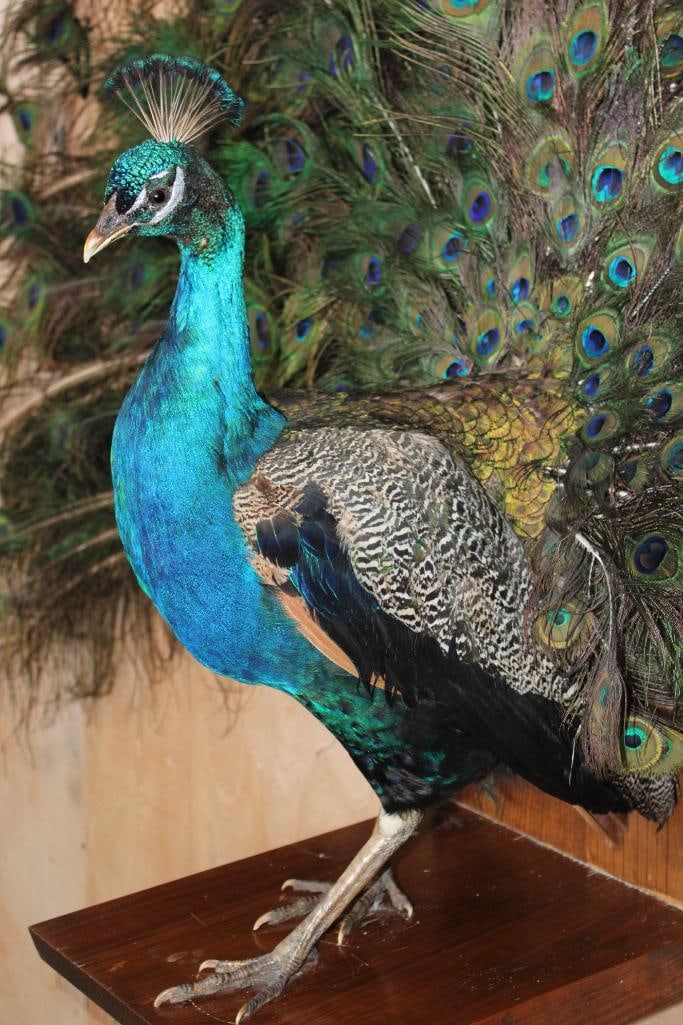 Life-sized Strutting PEACOCK on a Wood Base - 7