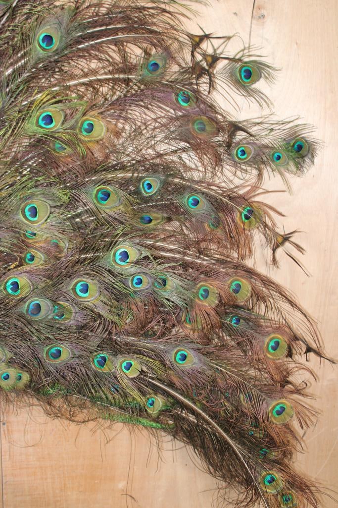 Life-sized Strutting PEACOCK on a Wood Base - 9