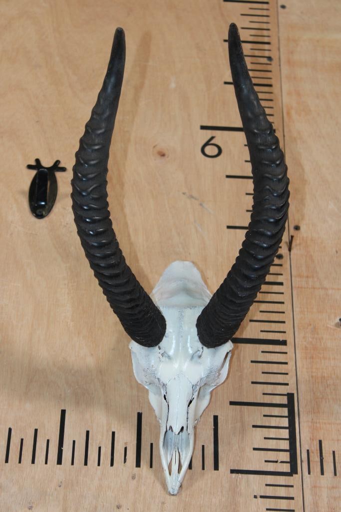 *Rarely Seen* GERNUK Skull (1 of 5)