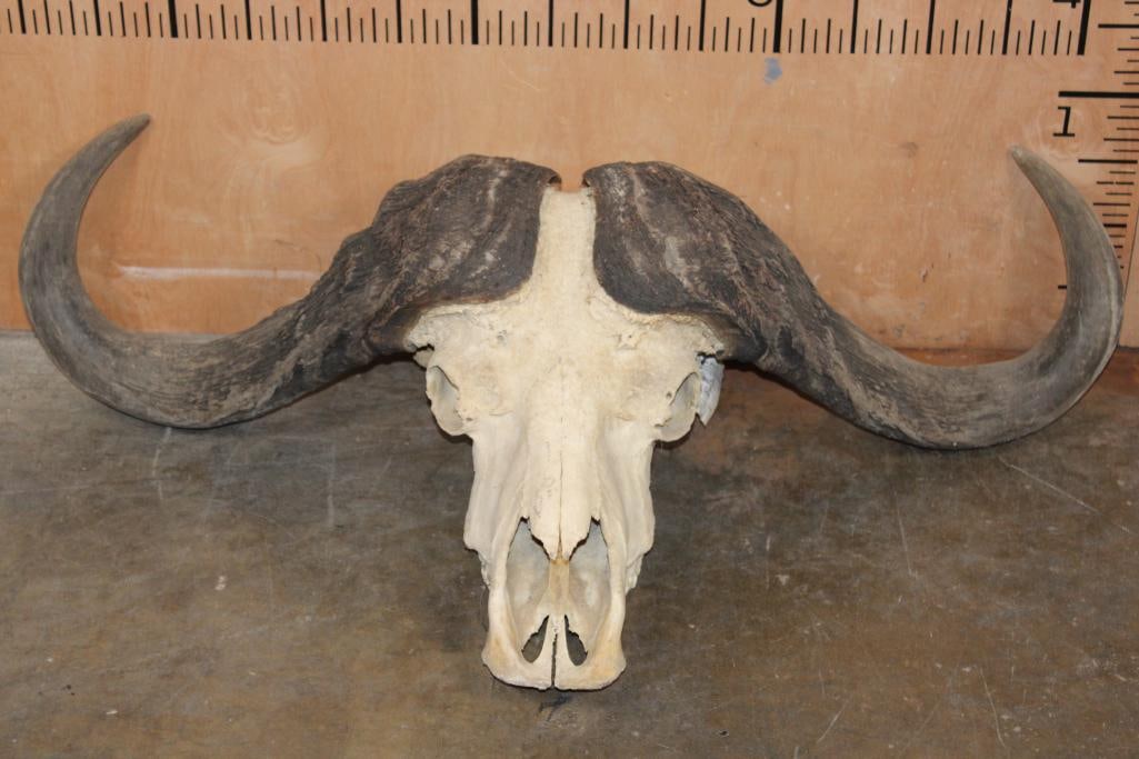 Massive CAPE BUFFALO Skull: Massive CAPE BUFFALO Skull. It has a 44.5" Spread, 14" Bosses, and All its Teeth. TAXIDERMY SKULLS 