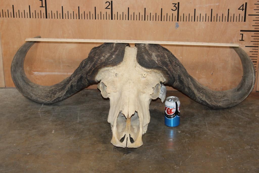 Massive CAPE BUFFALO Skull - 2