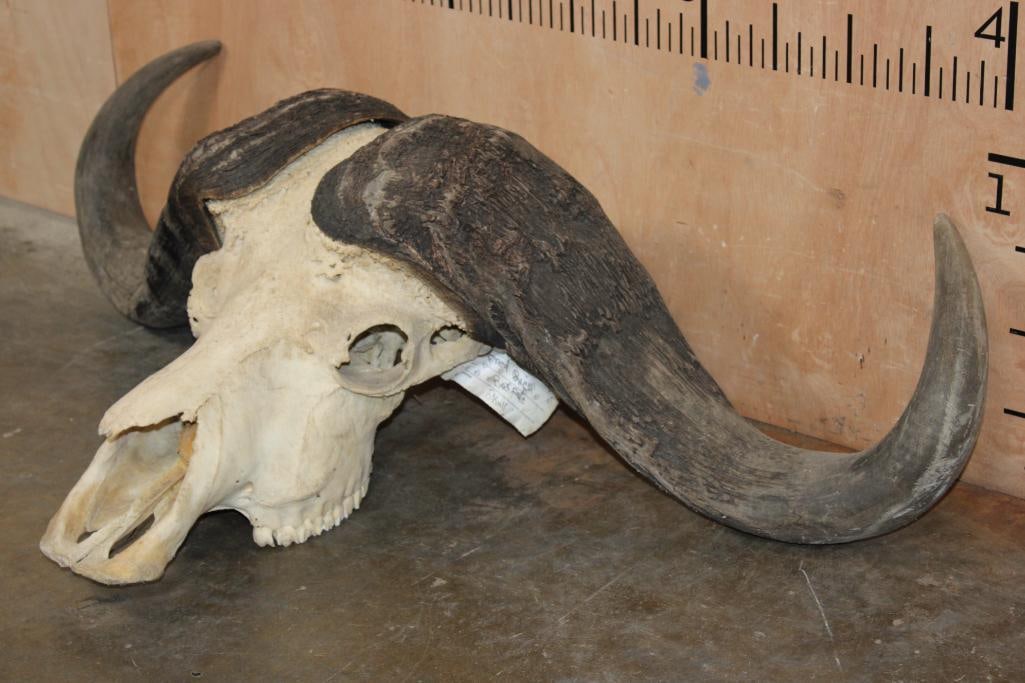 Massive CAPE BUFFALO Skull - 3