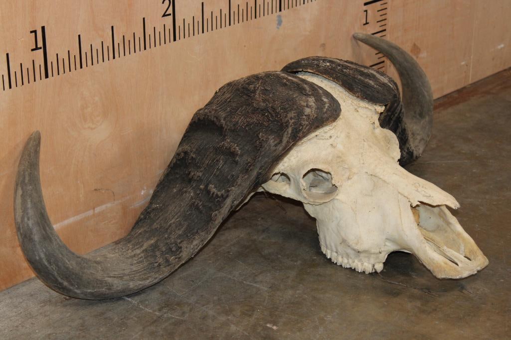Massive CAPE BUFFALO Skull - 4