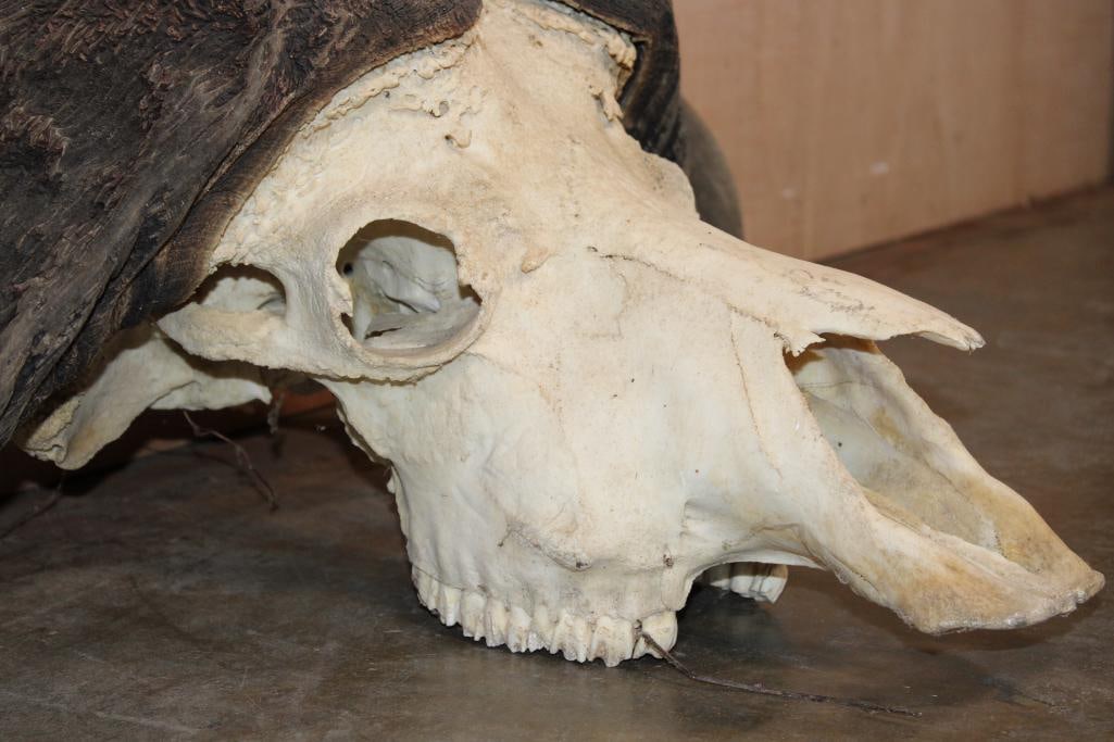 Massive CAPE BUFFALO Skull - 6