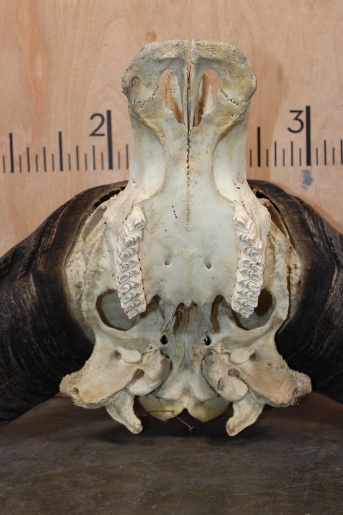 Massive CAPE BUFFALO Skull - 7