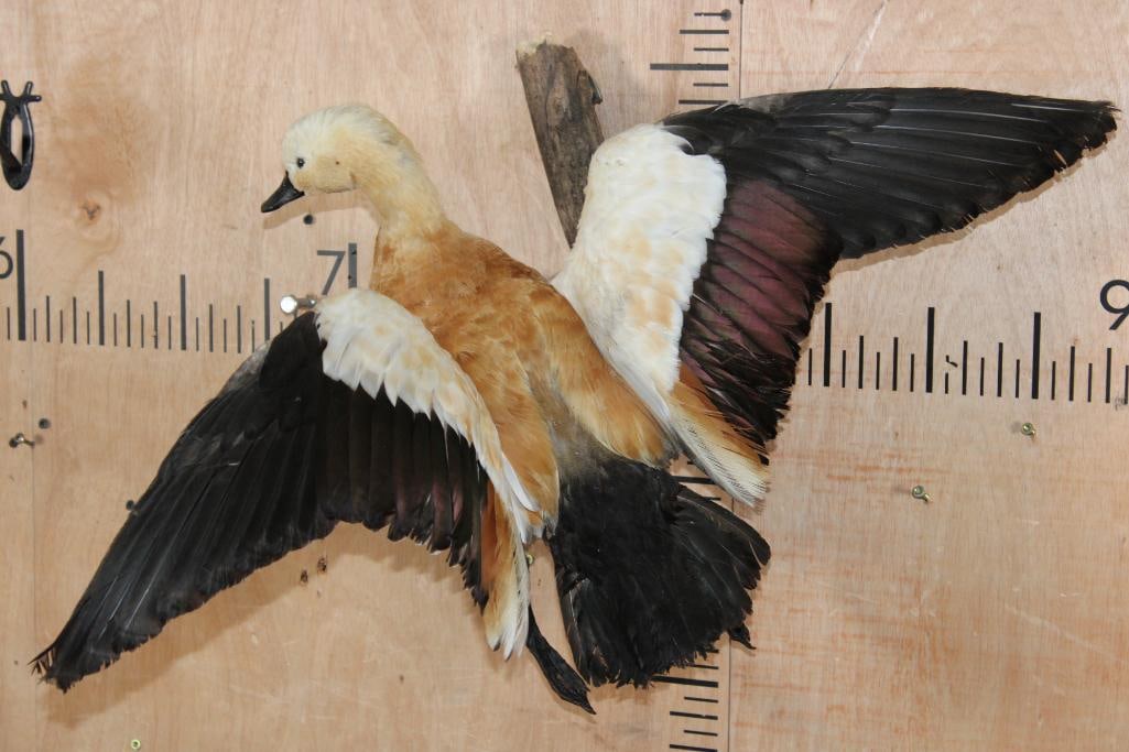 Flying RUDDY SHELDUCK on a Wood Wall Hanging Base: Life-sized Flying RUDDY SHELDUCK from South America. It is mounted on a Wood Wall Hanging Base and measures 23" Long x 20" Tall x 21" Depth. TAXIDERMY BIRDS 