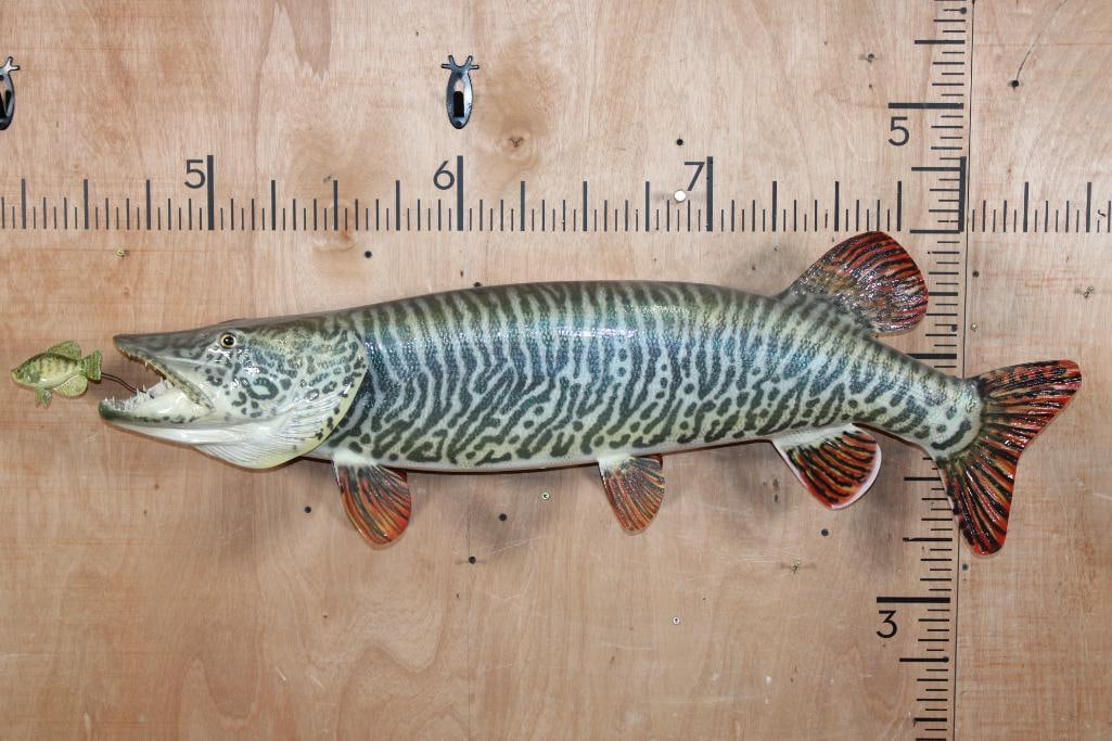 Reproduction XL TIGER MUSKY Fish Chasing a Hand-carved Wood Crappie: Incredibly Nice Reproduction XL TIGER MUSKY Fish Mount. It measures 44" Long and looks very realistic. He is chasing a Hand-carved Wood Crappie with an awesome paint job and the artist's initials (on