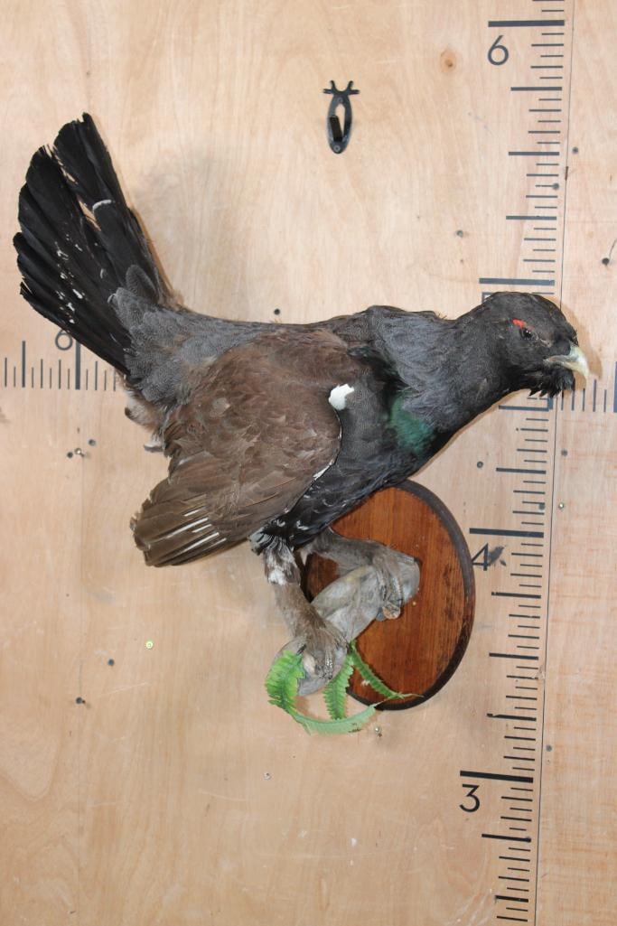 Big WESTERN CAPERCAILLIE on a Wood Plaque: Big WESTERN CAPERCAILLIE on a decorative Wood Plaque. The Mount measures 23" Long x 31" Tall x 14" Depth and it is in Good Condition. These Birds are Native to Russia. TAXIDERMY BIRDS 