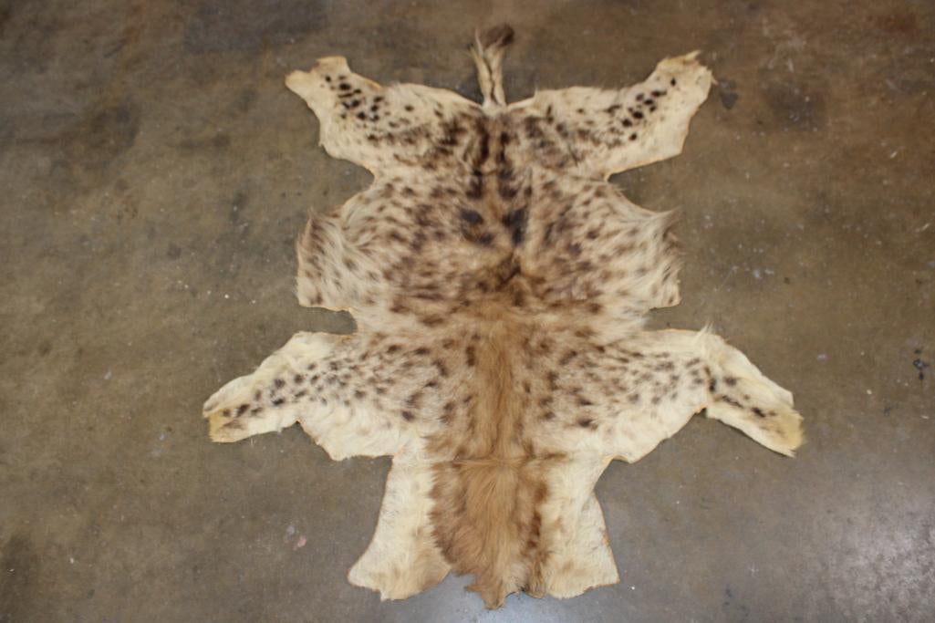 SPOTTED HYENA Hide: Very Nice and Clean SPOTTED HYENA Hide. It measures 55" Long x 48" Wide and is in Very Good Condition. TAXIDERMY 