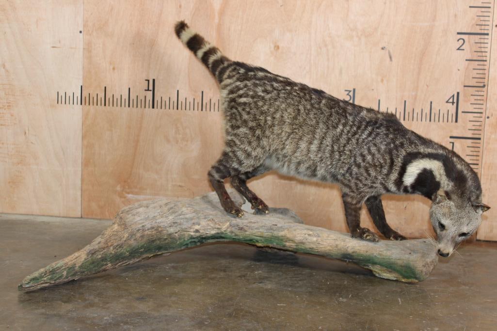 Life-sized LARGE INDIAN CIVET mounted on a Driftwood Base: Life-sized LARGE INDIAN CIVET (Viverra zibetha) mounted on a Driftwood Base. It measures 39" Long x 29" Tall x 26" Depth. It has minor hair loss to its paws. TAXIDERMY 