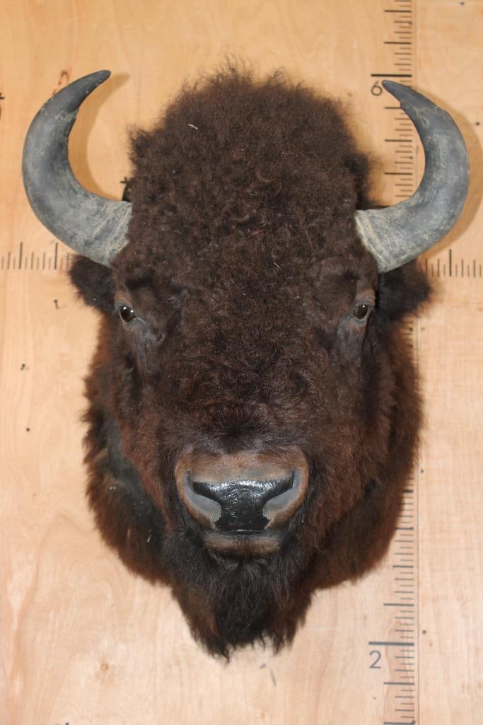 XXL BISON or BUFFALO Shoulder Mount with Massive Horns! (1 of 9)