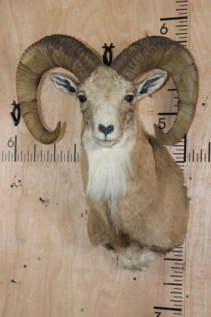 TRANSCASPIAN URIAL Cross Sheep Ram Shoulder Mount: Nice TRANSCASPIAN URIAL Cross Sheep Ram Shoulder Mount. The Left Horn measures 31 3/8" Long and 10.25" around the Horn Base. The Right Horn measures 32" Long and 10 3/8" around the Horn Base. It was "