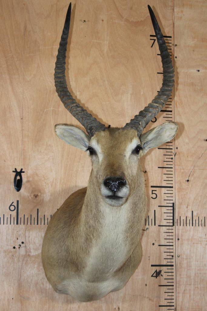 *TEXAS RESIDENTS ONLY* RED LECHWE Shoulder Mount: *TEXAS RESIDENTS ONLY*! RED LECHWE Shoulder Mount. The Left Horn measures 23 1/8" Long and the Right Horn measures 24 1/8" Long. It is in Good Condition. TAXIDERMY? *Texas Residents Only* mea