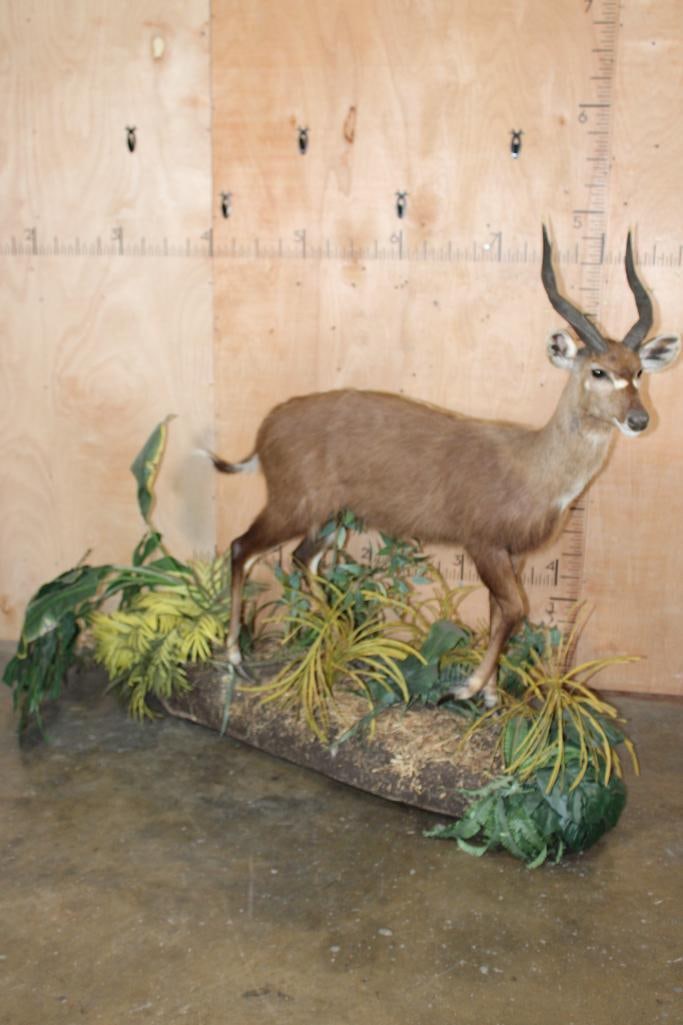 Big Life-sized BUSHBUCK on a Decorative Base with Wheels: Nice and Big Life-sized BUSHBUCK. The Left Horn measures 17 3/8" and the Right Horn measures 17.25" around the Spiral. It is mounted on a Decorative Base with Wheels. The Total Mount measures 70" Long