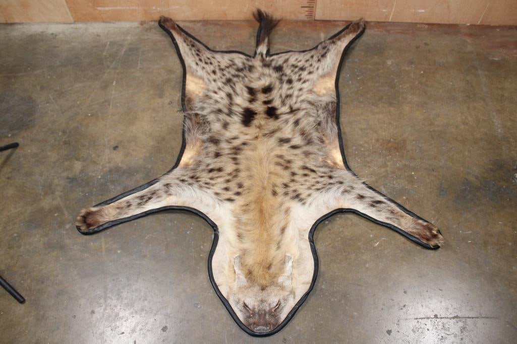 SPOTTED HYENA Rug or HYENA Hide with Carpet Backing and Leather Piping: Very Nice and Clean SPOTTED HYENA Rug or HYENA Hide. It has All its Paws and Claws and measures 59" Long x 51" Wide, complete with Carpet Backing and Leather Piping. TAXIDERMY RUGS 