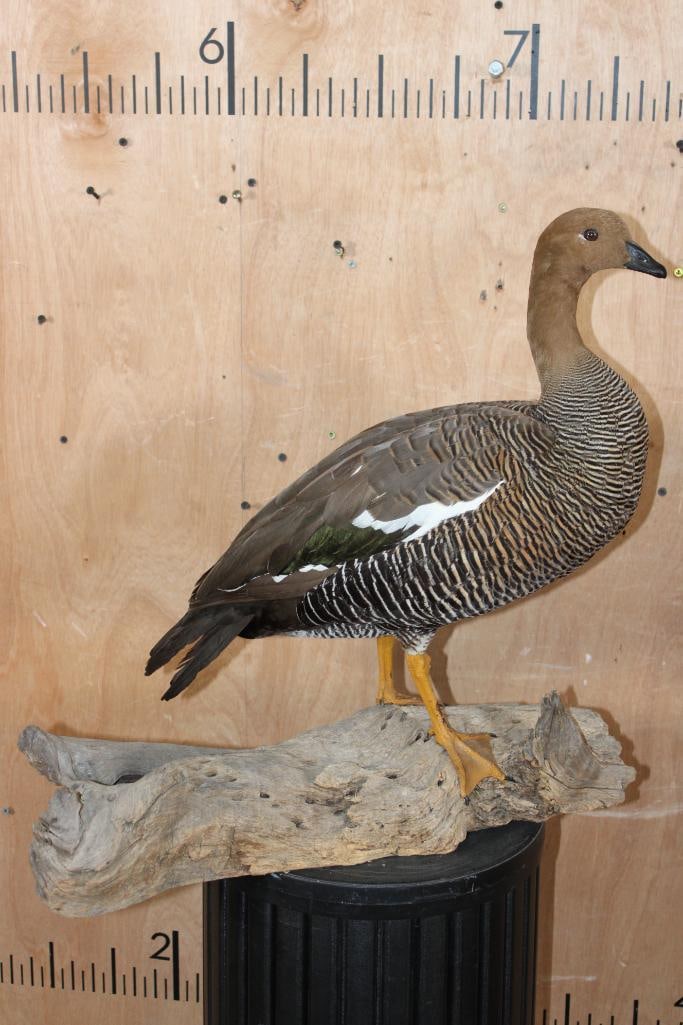 Life-sized UPLAND GOOSE on a Driftwood Base: Nice Life-sized UPLAND GOOSE or Magellan Goose from South America. It is mounted on a Driftwood Base. The Total Mount measures 22" Long x 13" Wide x 22" Tall and it is in Good Condition. TAXIDERMY BIR
