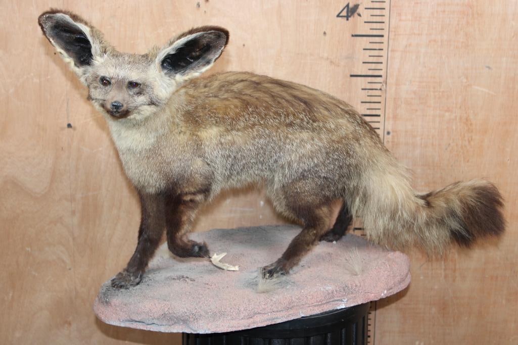 Life-sized BAT-EARED FOX on a Natural Base: Very Nice Life-sized BAT-EARED FOX on a Natural Base. It measures 27" Long x 14" Wide x 19" Tall and is in Good Condition. TAXIDERMY 