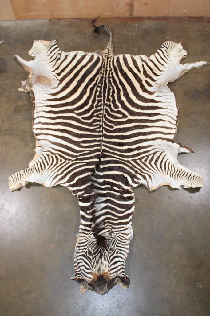 ZEBRA Hide or ZEBRA Rug: Nice, Soft, and Clean ZEBRA Hide or ZEBRA Rug. It has vibrant stripes and measures 103" Long x 72" Wide. It is in Good Condition. TAXIDERMY RUGS 