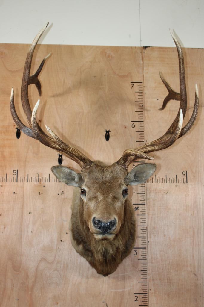 XL 12-Point ELK Shoulder Mount: Nice XL 12-Point ELK Shoulder Mount. It has a 41.5" Spread and is in Good Condition. TAXIDERMY 