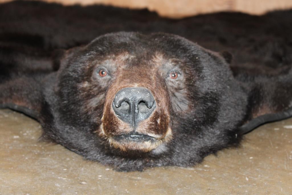 Big BLACKBEAR Hide or BLACKBEAR Rug with Carpet Backing and Leather Piping: Very Nice and Newer BLACK BEAR Hide or BLACK BEAR Rug. It has its Mounted Head, Paws and All Claws. It measures 78" Long x 74" Wide and has Carpet Backing and Leather Piping. It is in Very Good C