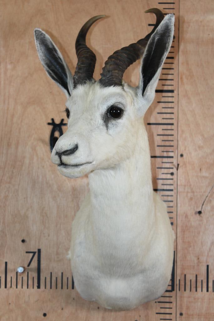 White SPRINGBOK Shoulder Mount - 2