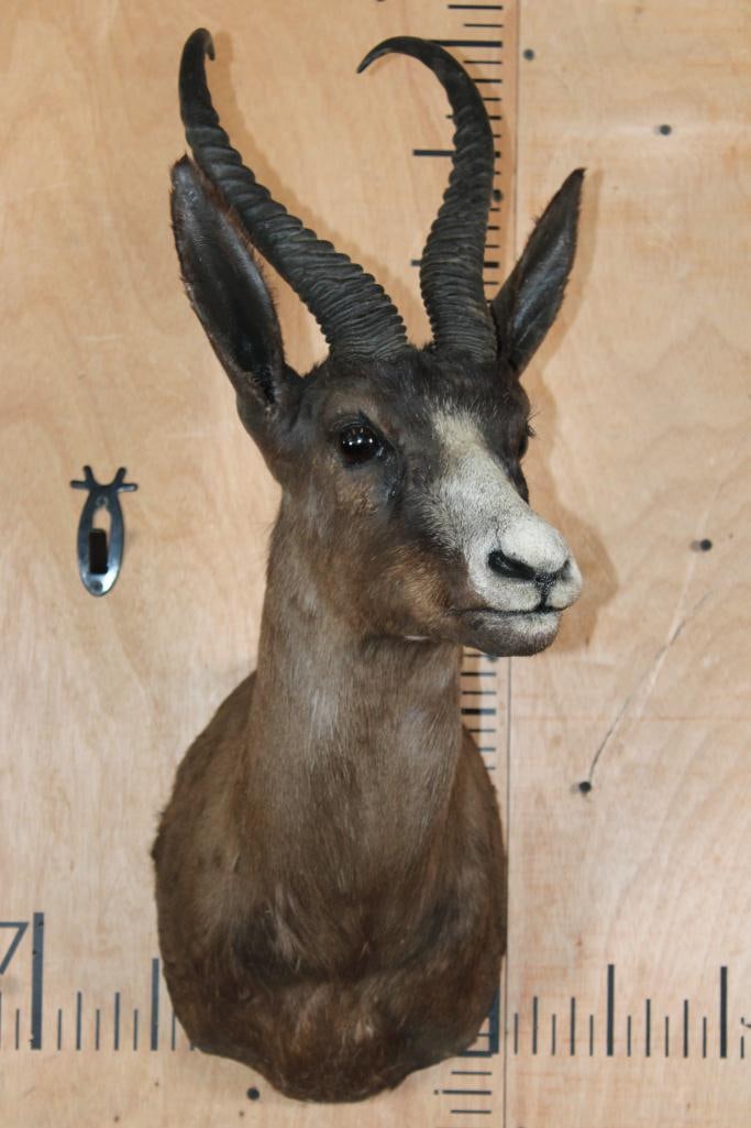 Chocolate SPRINGBOK Shoulder Mount - 2