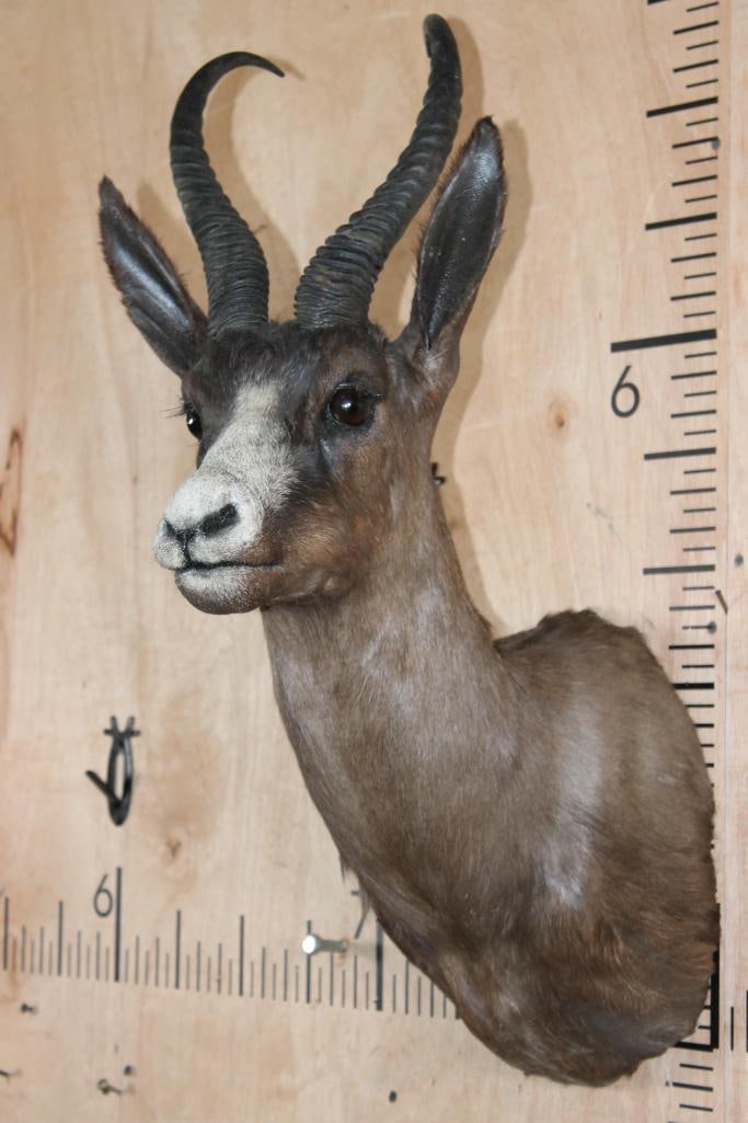 Chocolate SPRINGBOK Shoulder Mount - 4