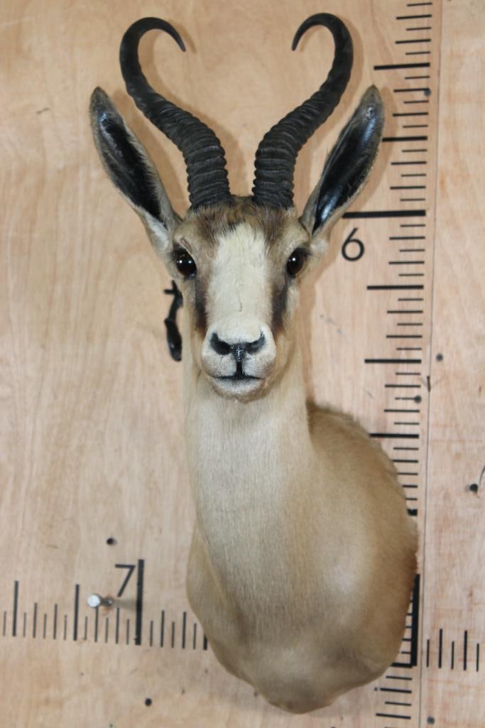 Big Copper SPRINGBOK Shoulder Mount: Big, Nice and Clean Copper SPRINGBOK Shoulder Mount. The Horns measure 13 5/8" Long and 13.5" Long. It is in Good Condition. TAXIDERMY 