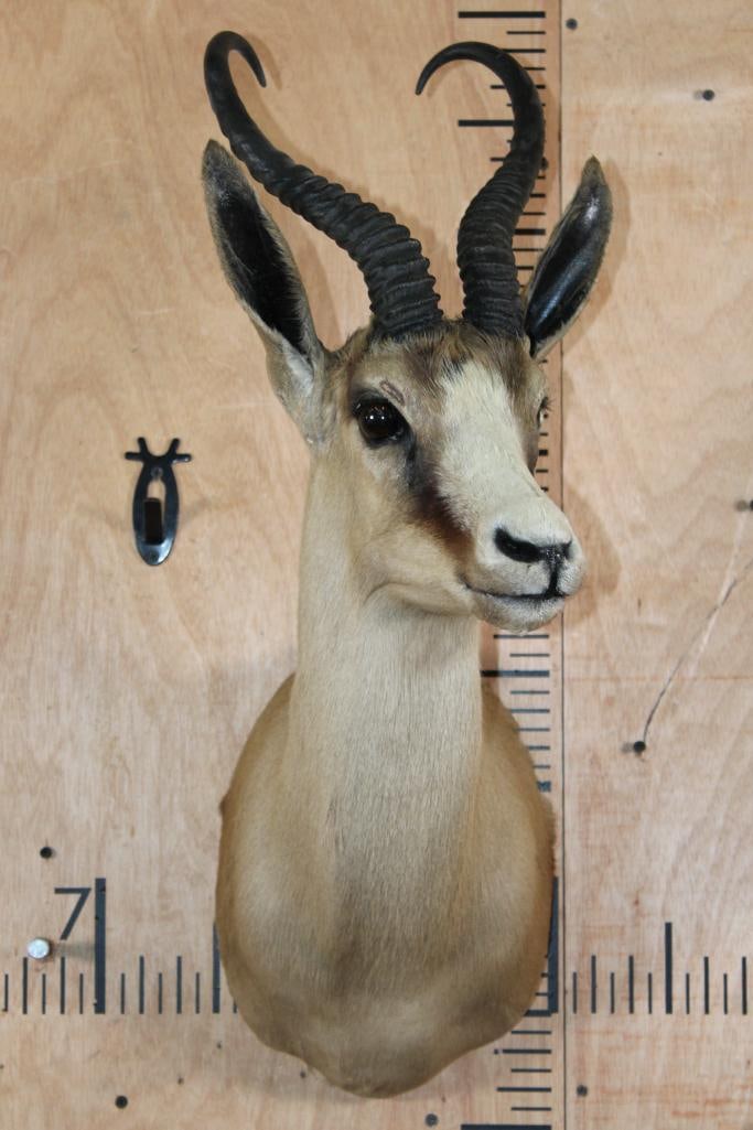 Big Copper SPRINGBOK Shoulder Mount - 2