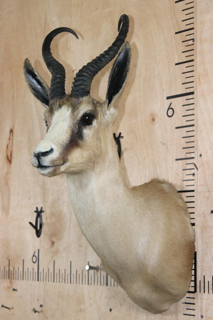 Big Copper SPRINGBOK Shoulder Mount - 4