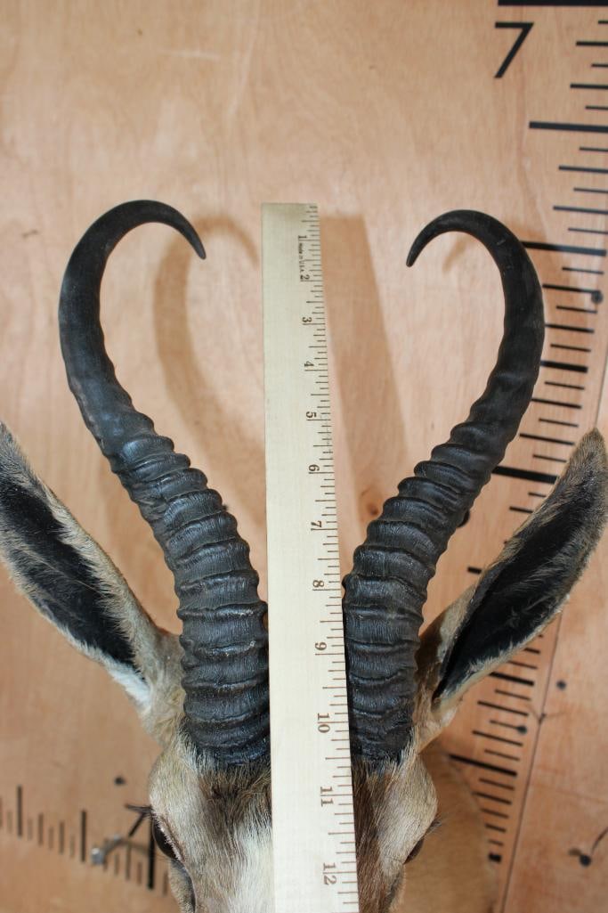 Big Copper SPRINGBOK Shoulder Mount - 5