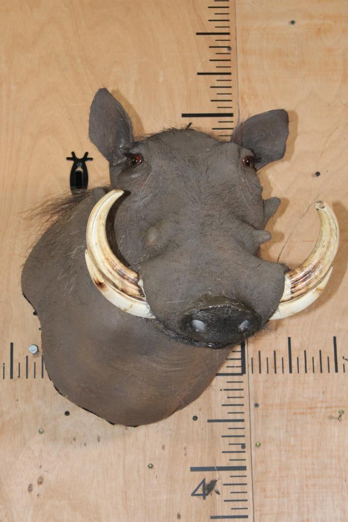 WARTHOG Wall Pedestal Mount: Very Nice and Clean WARTHOG Wall Pedestal Mount. It is in Very Good Condition. TAXIDERMY 