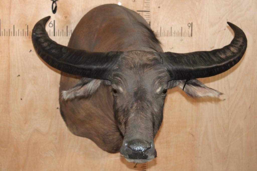 Massive WATER BUFFALO Shoulder Mount: Very Nice, Clean, and Newer WATER BUFFALO Shoulder Mount. It has a 42" Spread and is in Very Good Condition. TAXIDERMY 