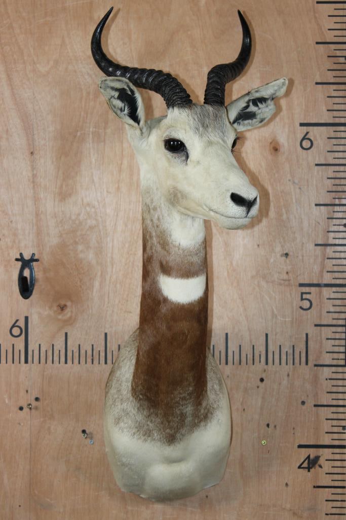 *TEXAS RESIDENTS ONLY* DAMA GAZELLE Shoulder Mount: *TEXAS RESIDENTS ONLY*! *Rarely Seen* DAMA GAZELLE Shoulder Mount. Both Horns measure 12 1/8" Long each.?It is a Very Nice and Clean mount in Very Good Condition.? *Texas Residents Only* means YO