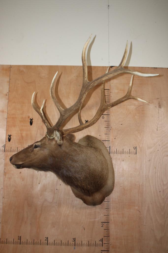 XL 11-Point ELK Shoulder Mount: Nice XL 11-Point ELK Shoulder Mount. It has a 40 7/8" Spread and is in Good Condition. TAXIDERMY 