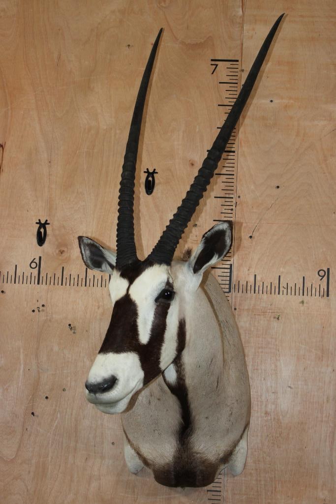 Big GEMSBOK Shoulder Mount: Very Nice, Clean, and Newer GEMSBOK Shoulder Mount. The Left Horn measures 36.5" Long and the Right Horn measures 37" Long. TAXIDERMY 