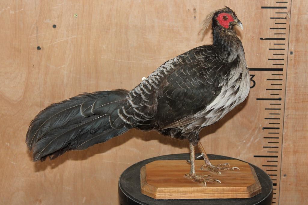 *Rarely Seen* WHITE-CRESTED KALIJ PHEASANT on a Wood Base (1 of 8)